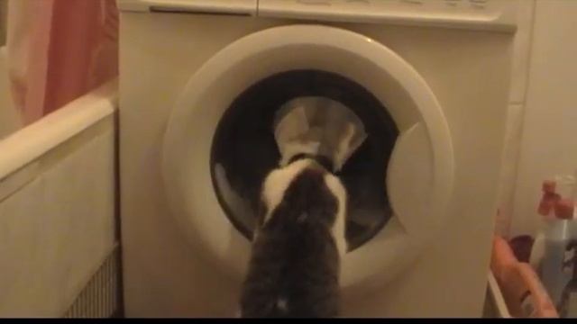 Кот и стиралка смотреть онлайн