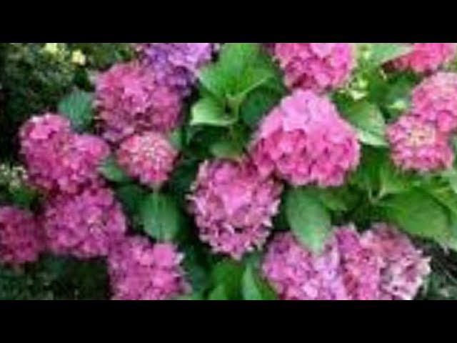 Гортензии из интернет магазина Беккер. смотреть онлайн