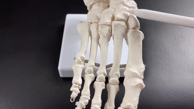 Anatomy of foot bones and fascia (English) смотреть онлайн