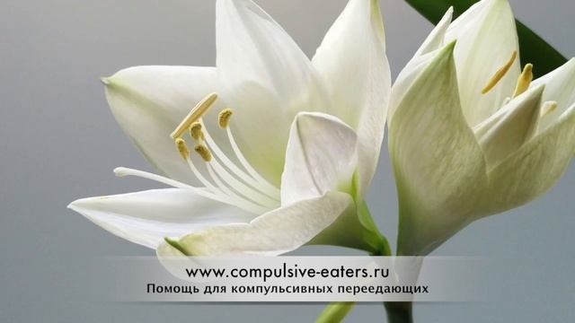 Компульсивное переедание. Трейси. смотреть онлайн