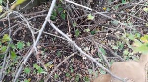 Как омолодить старый куст крыжовника? Обрезка крыжовника пошагово