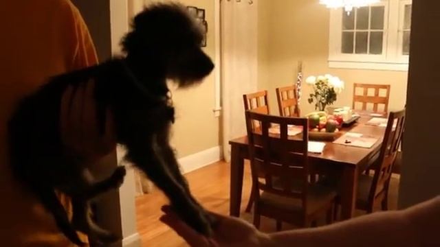 Polite Rejection From Doodle-Bug смотреть онлайн