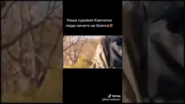 Медведи на Камчатке смотреть онлайн