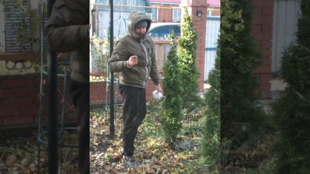 Обвязываем туи на зиму. смотреть онлайн