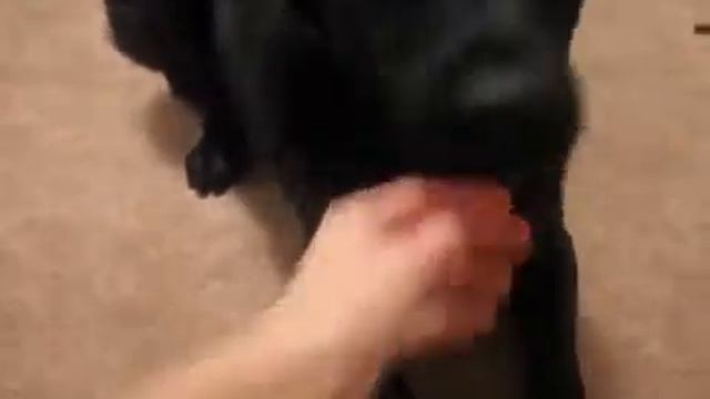 Собака в доме лучшая охрана! Лучший охранник в мире! смотреть онлайн