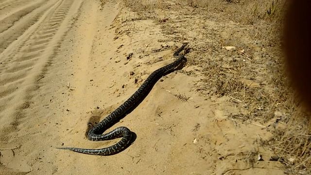 Змея на дороге, питон. Snake on the road, python. смотреть онлайн