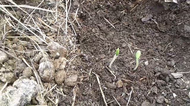 Посадка рассады дыни и кабачка из самокрутки. смотреть онлайн