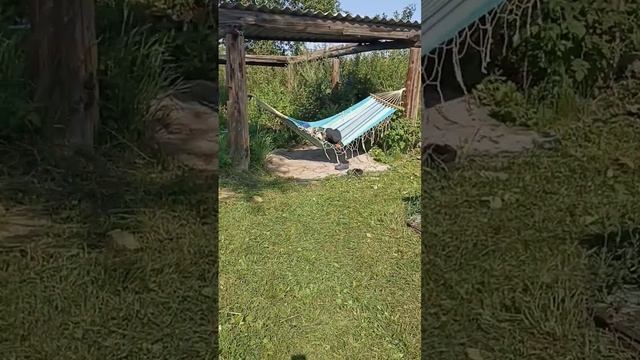 Долгое отсутствие на даче. Трава благодарит бурным ростом!?? #петуния Изи Вейв Роуз Фьюжн смотреть онлайн