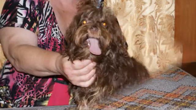 Русские цветные болонки Райское соцветие Нахаленок смотреть онлайн