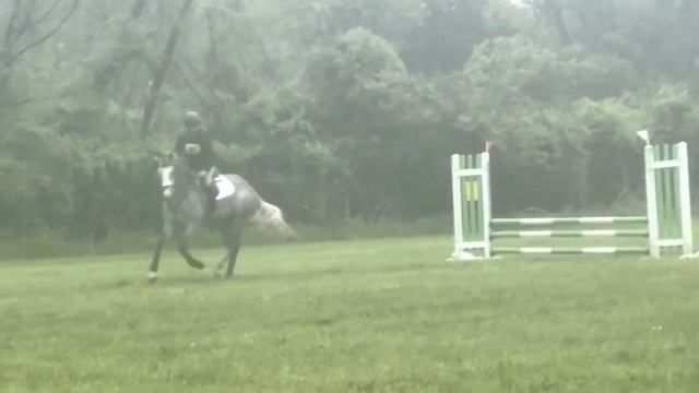Excel Star Clarence - Imported Irish Sport Horse x Connemara Gelding For Sale. смотреть онлайн