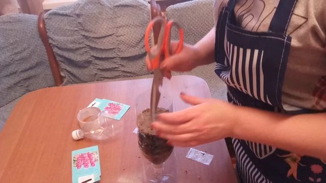 Дельфиниум из семян - все просто! Часть 1 смотреть онлайн