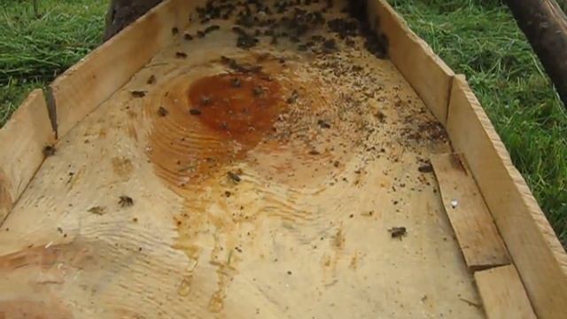 КОЛОДНОЕ ПЧЕЛОВОДСТВО - 5. Заселяем второй рой. Проверяем первую колоду. смотреть онлайн