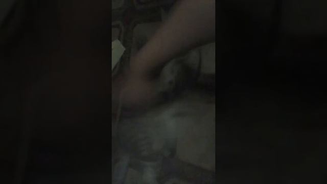 Котёнок избивает игрушку смотреть онлайн