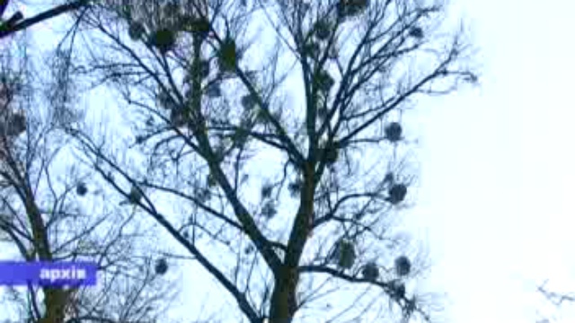 Сломанное дерево смотреть онлайн