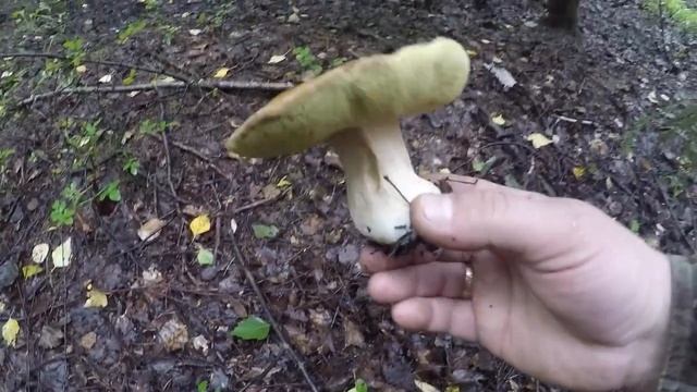 ГРИБЫ ПОПЁРЛИ СЕНТЯБРЬ MUSHROOMS COME SEPTEMBER смотреть онлайн
