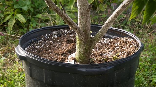 The Strawberry Tree - Produces fruit that looks like cherries and tastes like cotton candy! смотреть онлайн