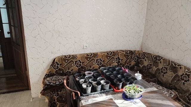 Пікірую баклажани. Життя в приватному будинку на пенсії. Україна. смотреть онлайн