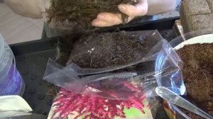 КАК СОХРАНИТЬ АСТИЛЬБЫ, купленные сейчас в магазине, до высадки в грунт