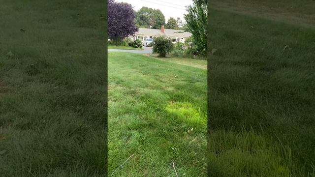 Bunny sitting in the same place for 7 minutes straight again (part 2) смотреть онлайн