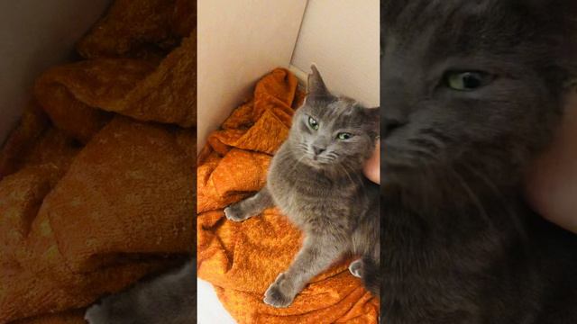 Русская голубая в добрые руки