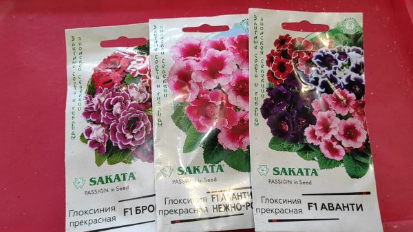 ПОСЕВ ОЧЕНЬ КРАСИВЫХ ГИБРИДНЫХ ГЛОКСИНИЙ. ВЫРАЩИВАЕМ ГЛОКСИНИИ из СЕМЯН #глоксиния #посевсемян