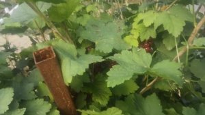 Смородина красная Джонкер Ван Тетс