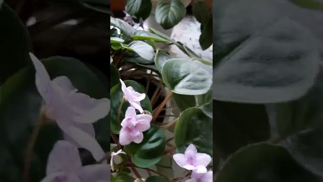 Dancin' Trail о неприхотливости и формирований сорта. смотреть онлайн