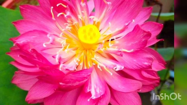 കുറച്ച് ഗിഫ്റ്റിനെക്കുറിച്ചും കുറച്ച് ചെടികളുടെ സെയിൽനെ കുറിച്ചും| Plants Sale Video| Jees World