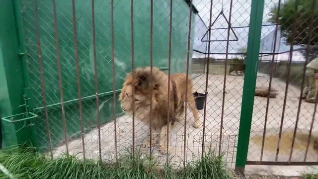 Как я УБИРАЮ У ЛЬВОВ ВОЛЬЕРЫ ! смотреть онлайн