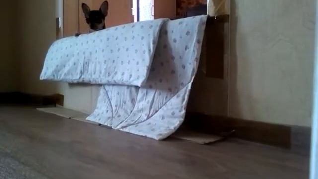 Лай чихуахуа смотреть онлайн