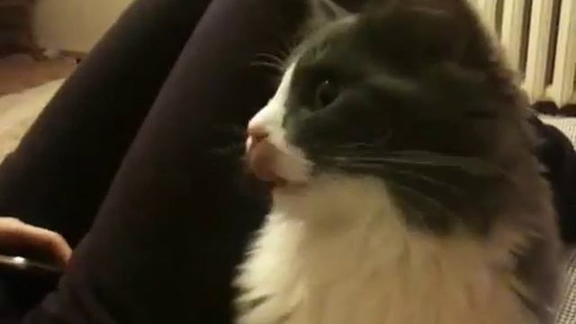 Кот вегетарианец смотреть онлайн
