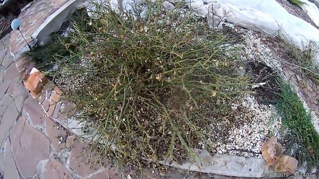 весенняя обрезка почвопокровных роз смотреть онлайн