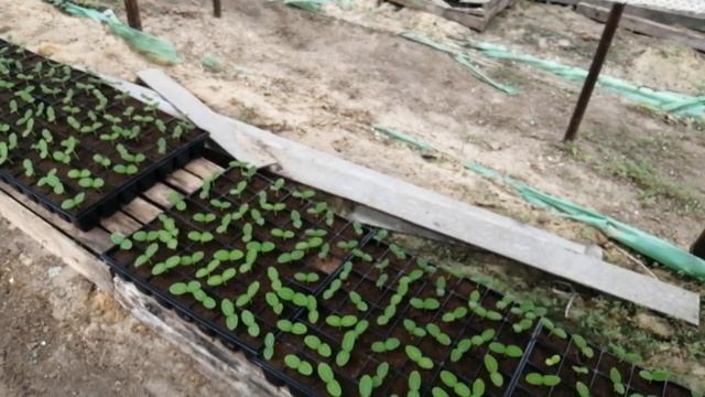 Начало огуречного сезона 2019 года. смотреть онлайн