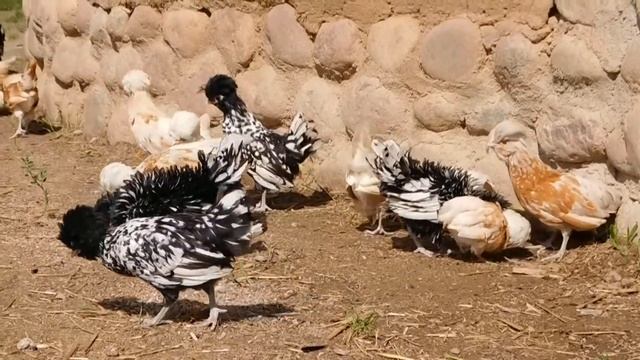 Цыплятам Падуан 1,5 месяца - экоферма "К5" смотреть онлайн