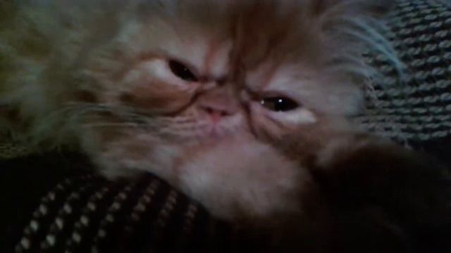 Маленький спящий котёнок^^