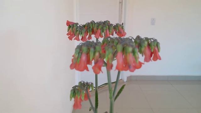 Meu pé de Kalanchoe | Escadinha do céu смотреть онлайн
