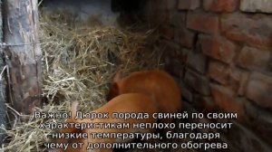 Порода свиней Дюрок — описание, характеристики