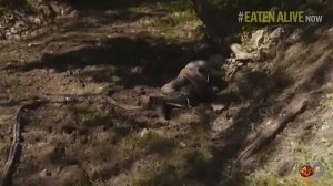 Видео с проглатыванием человека анакондой