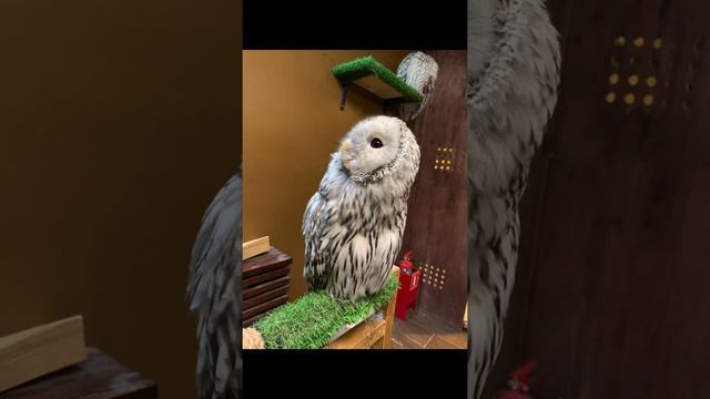Совиный дом. Антикафе. смотреть онлайн