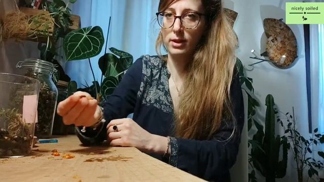 ANTHURIUM CLARINERVIUM FROM SEED - SIMPLE & COMPLETE GUIDE STEP BY STEP TO GROW BABY PLANTS AT HOME смотреть онлайн