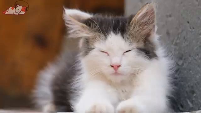 24 Hours Music For Cat Nervious: Music For Stressed & Anxious? Cat Deep Sleep Music, Stress Relief смотреть онлайн