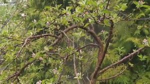 Как и когда опрыскивать яблони, ухаживаем за садом