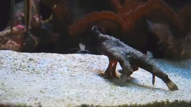 САМЫЕ НЕОБЫЧНЫЕ РЫБЫ В МИРЕ. Рыбы монстры смотреть онлайн