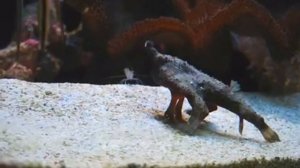 САМЫЕ НЕОБЫЧНЫЕ РЫБЫ В МИРЕ. Рыбы монстры