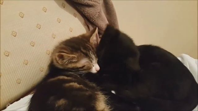 Котята 2 и 2,5 мес. смотреть онлайн