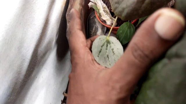 How to Save My Begonias from Dying? Easy Hydroponic Method - Begonia U497 смотреть онлайн