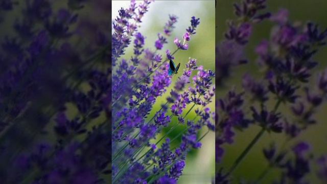 Самого доброго и нежного утра! смотреть онлайн