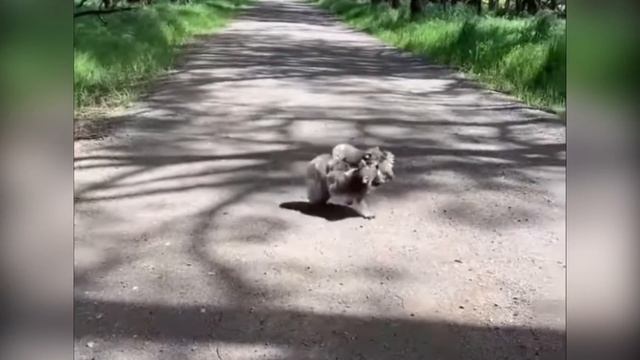 Самые невероятные встречи с дикими животными на дороге, часть 4 смотреть онлайн