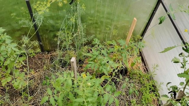 Собираем урожай огурцов и земляники. 16 соток Огород и теплица на 8 июля 2023. смотреть онлайн