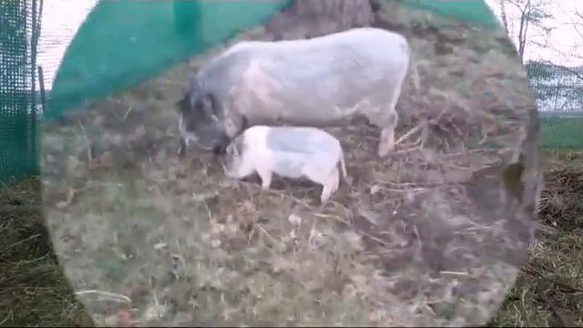 Хрюня и Кнопка. Свинки в аренду смотреть онлайн